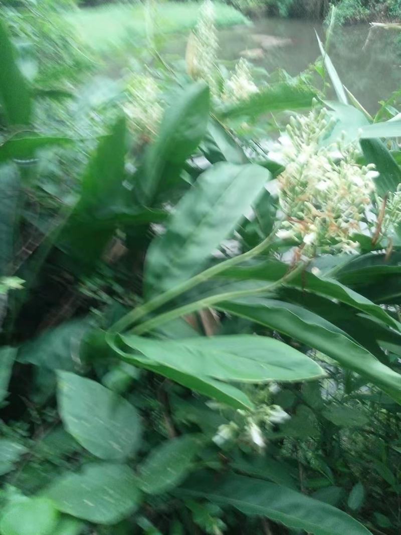 南姜野生山姜新鲜