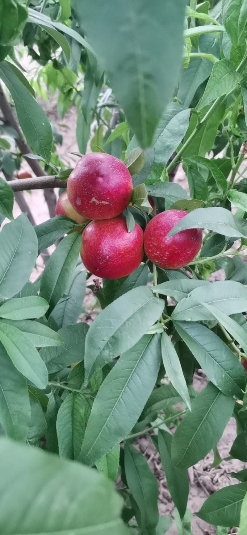 黄心油桃风光黄肉油桃5-8月有货硬度好耐运输非大棚油桃