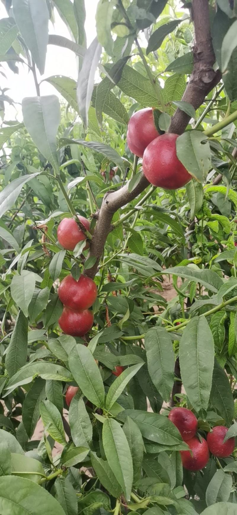 黄心油桃风光黄肉油桃5-8月有货硬度好耐运输非大棚油桃