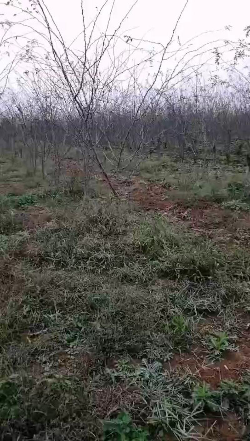 陕西大红袍大规格花椒树