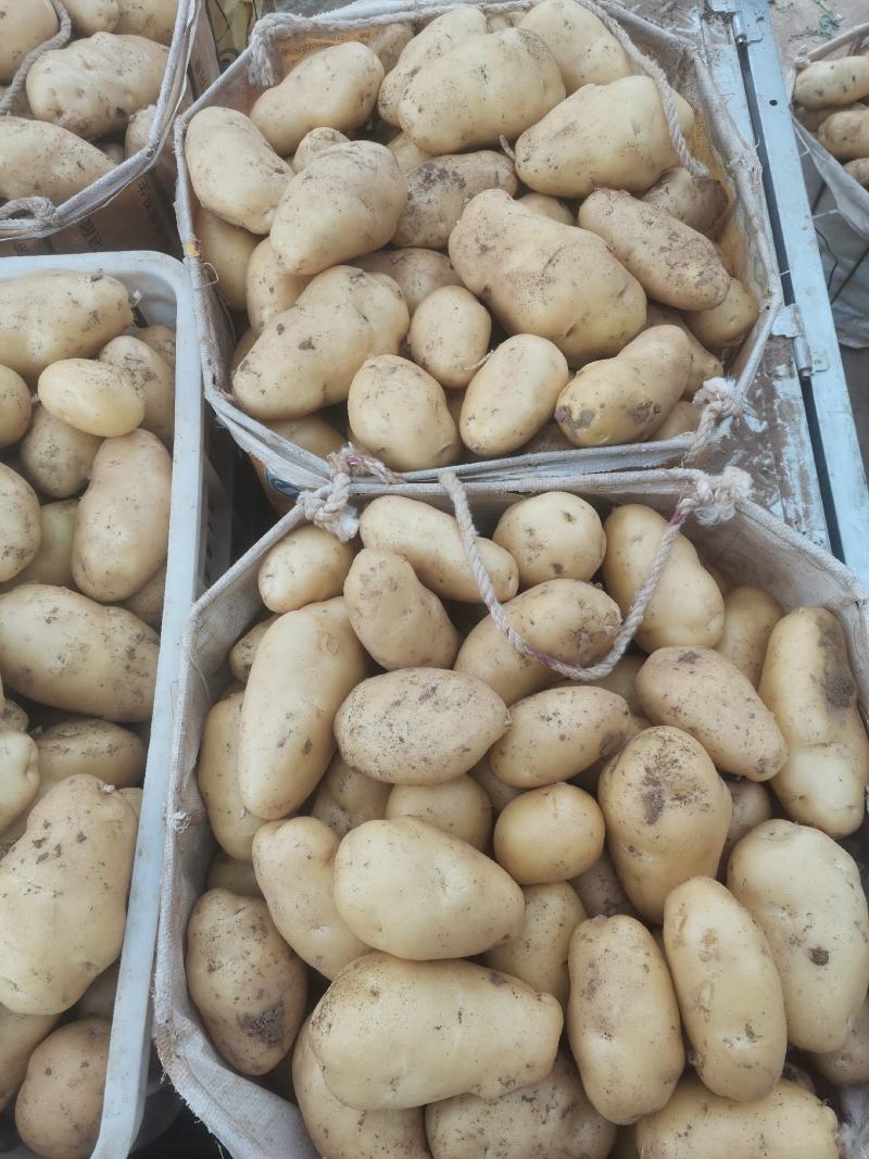荷兰土豆产地批发荷兰十五土豆批发诚信为本视频看货等您来电