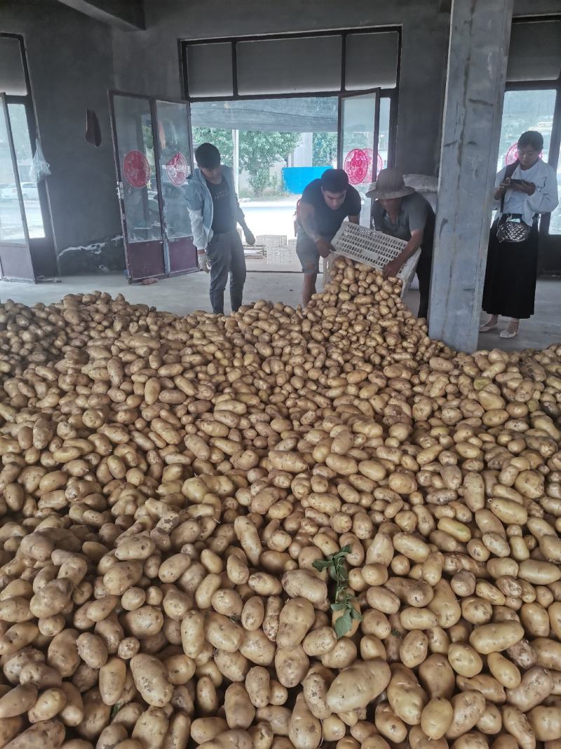 山东荷兰土豆荷兰十五土豆产地批发优质荷兰土豆货源充足