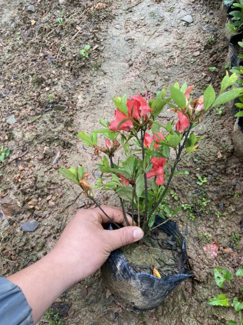 夏娟杯苗