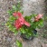 夏娟杯苗