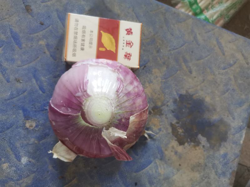 洋葱