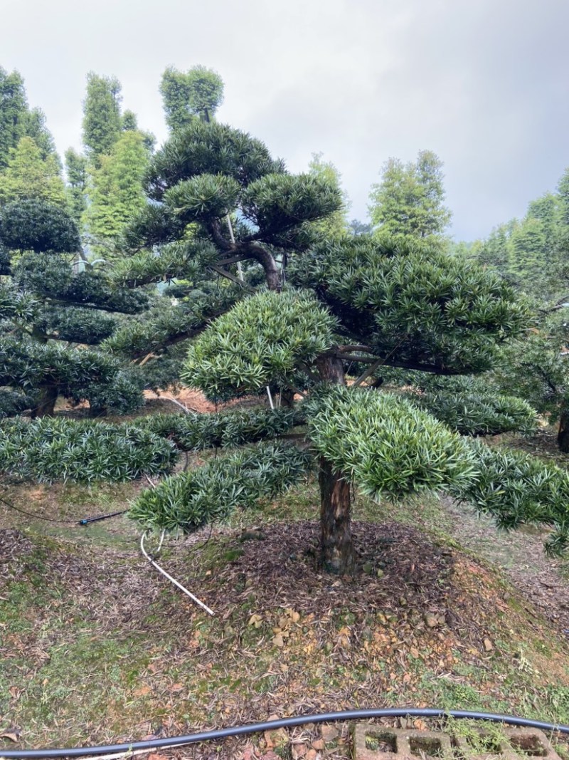 造型罗汗松