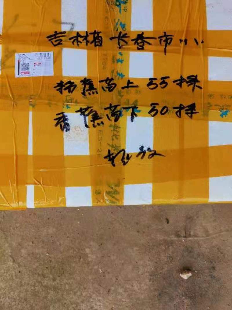 广西农业学院香蕉苗、西贡粉蕉苗批发
