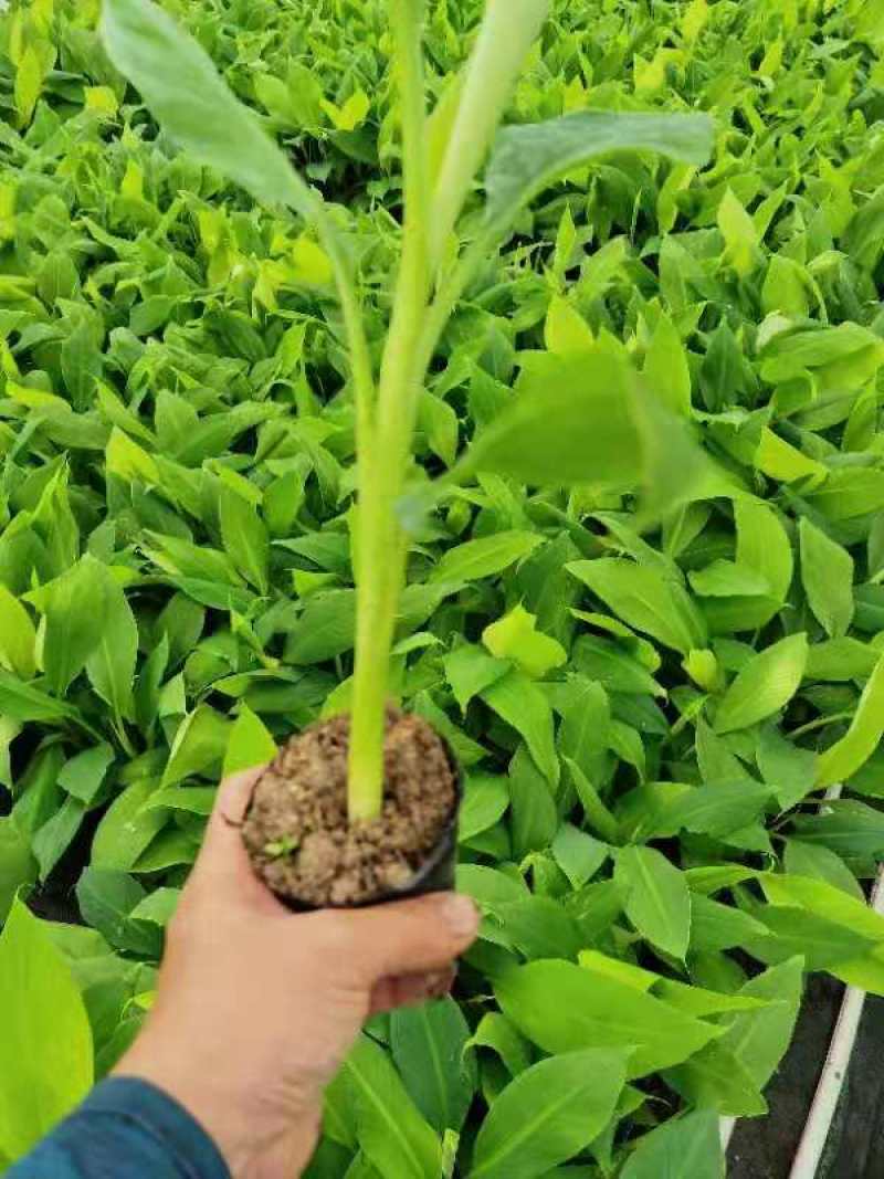 广西农业学院香蕉苗、西贡粉蕉苗批发