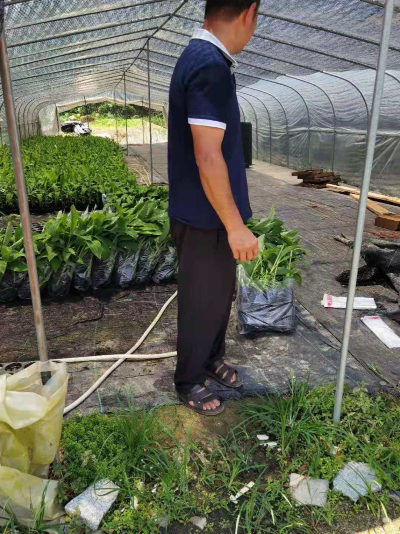 广西农业学院香蕉苗、西贡粉蕉苗批发
