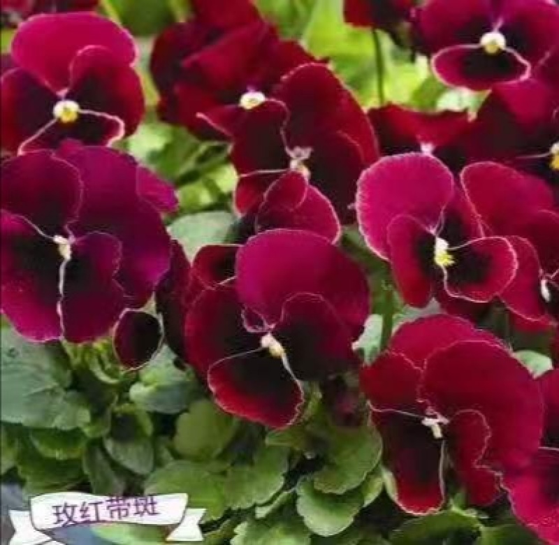 冬季花坛精灵品种角堇，角堇种苗预售发货批发价格
