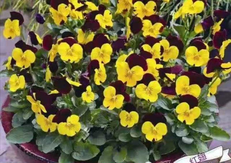 冬季花坛精灵品种角堇，角堇种苗预售发货批发价格