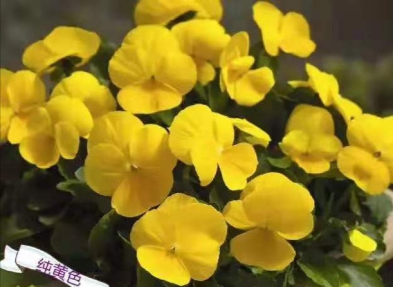 冬季花坛精灵品种角堇，角堇种苗预售发货批发价格