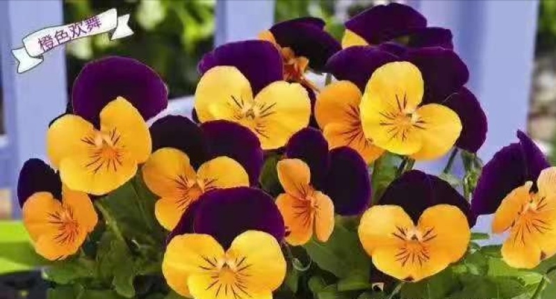冬季花坛精灵品种角堇，角堇种苗预售发货批发价格