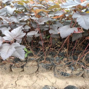 紫叶风箱果,基地直发,大量供应100万棵