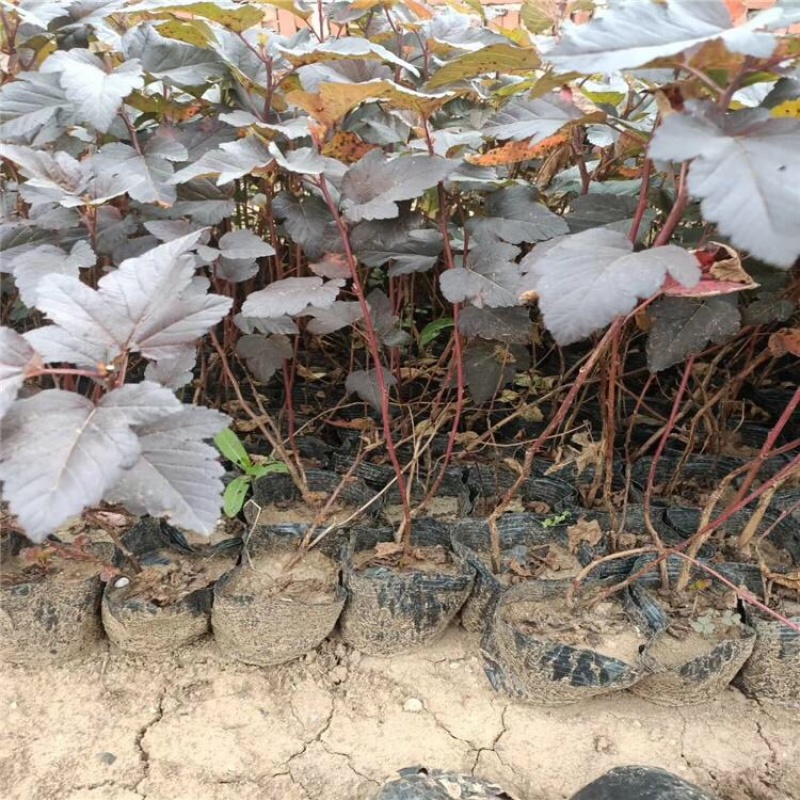 紫叶风箱果，基地直发，大量供应100万棵