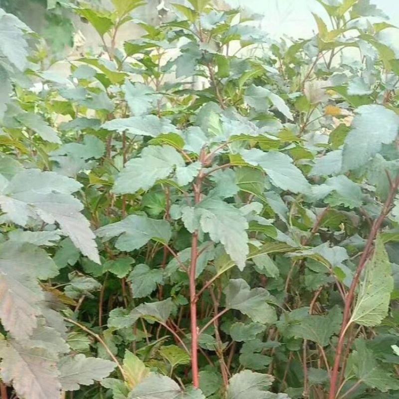 紫叶风箱果，基地直发，大量供应100万棵