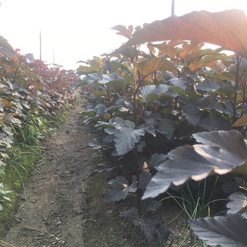 紫叶风箱果，基地直发，大量供应100万棵