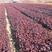 紫叶风箱果，基地直发，大量供应100万棵