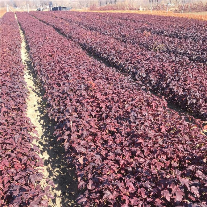 紫叶风箱果，基地直发，大量供应100万棵