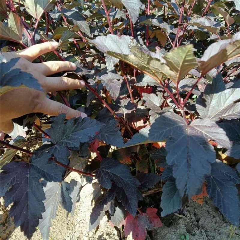 紫叶风箱果，基地直发，大量供应100万棵