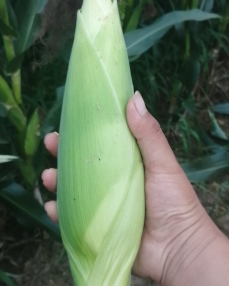 万糯2000玉米棒，糯玉米大量上市了颗粒饱满个头均匀！