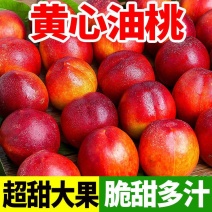 曙光油桃，黄肉油桃！精品货源，火爆销售中！