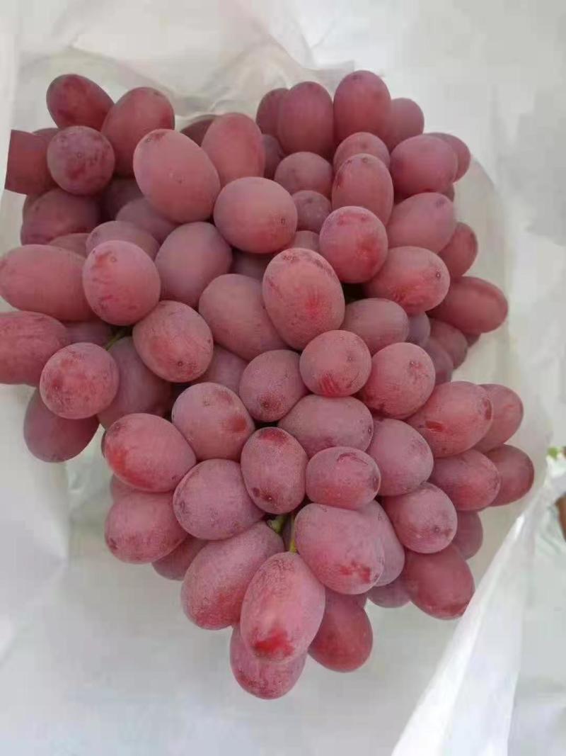 克伦森葡萄无籽提大量上市需要联系质量保证量大需要联系
