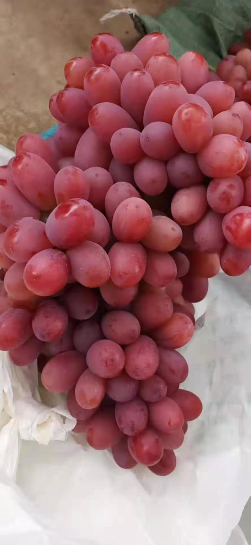 克伦森葡萄无籽提大量上市需要联系质量保证量大需要联系