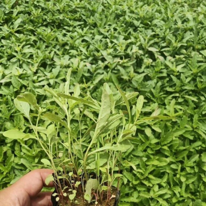 美丽月见草，杯苗，精品苗，基地直发，大量供应