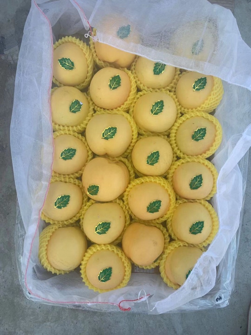 黄桃黄金蜜油桃上市啦口感甜脆代收辽南优质水果