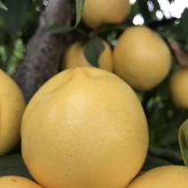 黄桃黄金蜜油桃上市啦口感甜脆代收辽南优质水果