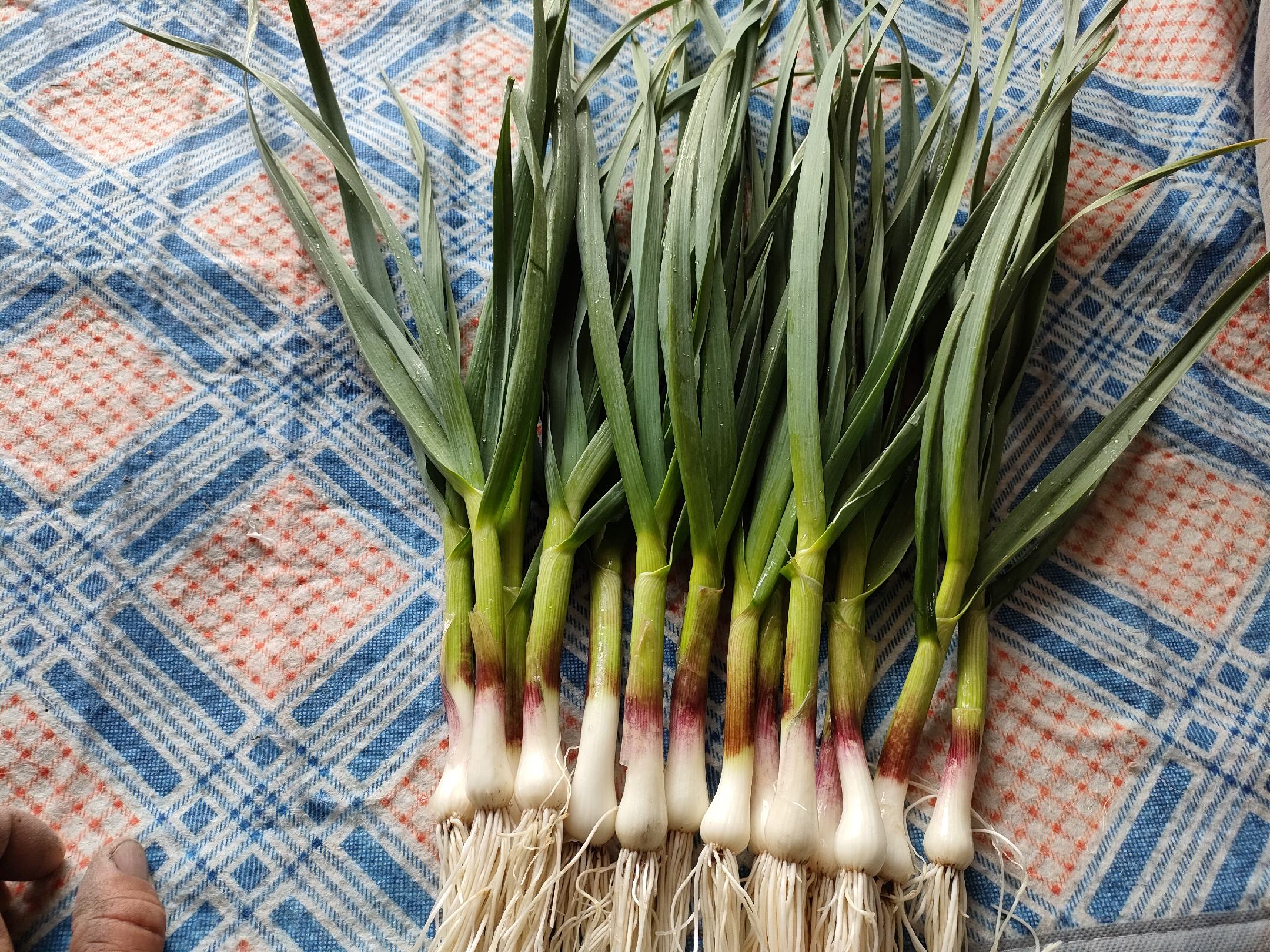 清炒红蒜苗成品图