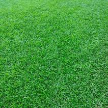 马尼拉台湾草，兰引三号，产地直发，质量优良，提供技术指导