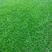 马尼拉台湾草，兰引三号，产地直发，质量优良，提供技术指导