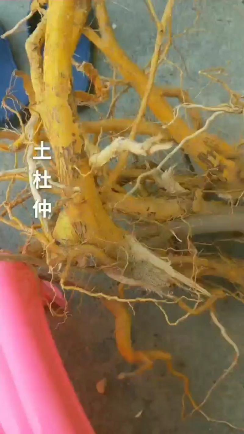 野生黄皮山杜仲丶单位斤