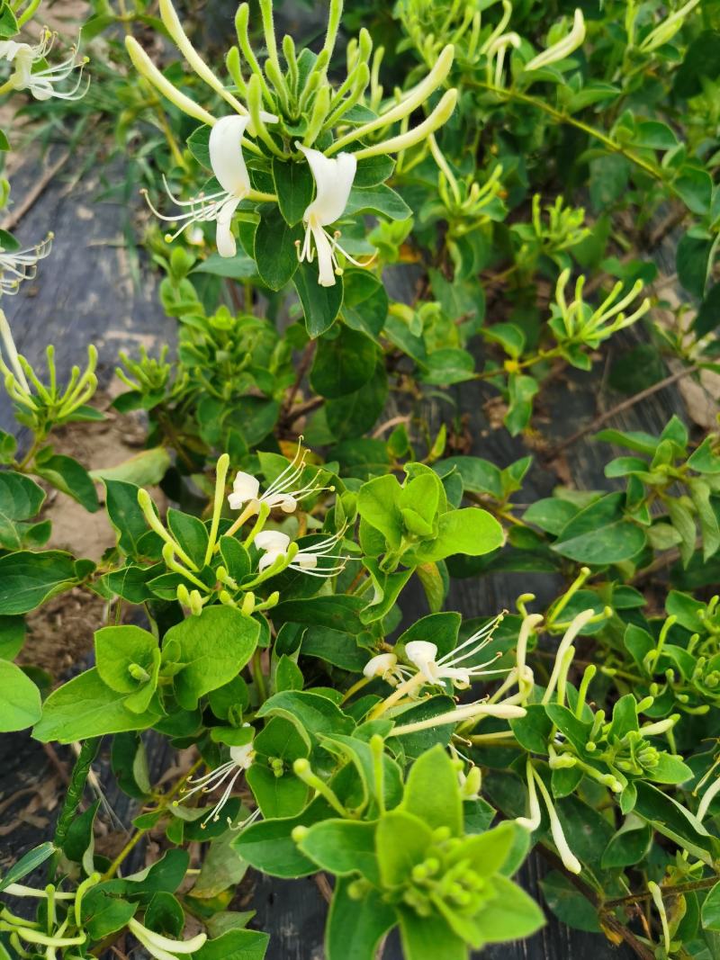 四季金银花