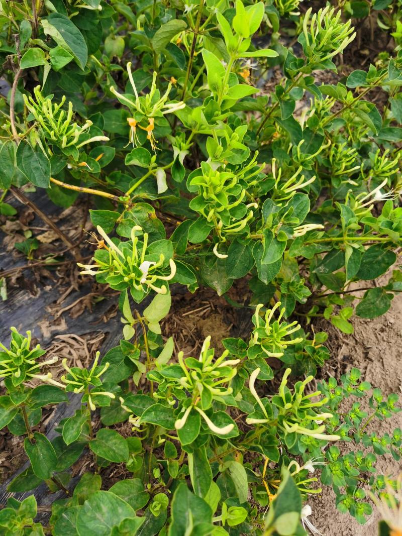 四季金银花