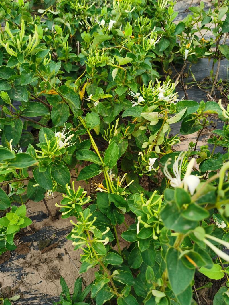 四季金银花