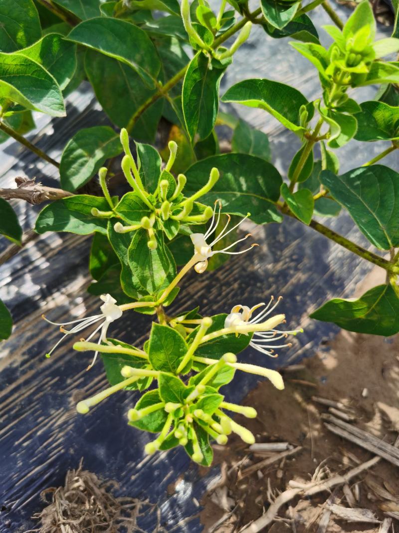 四季金银花