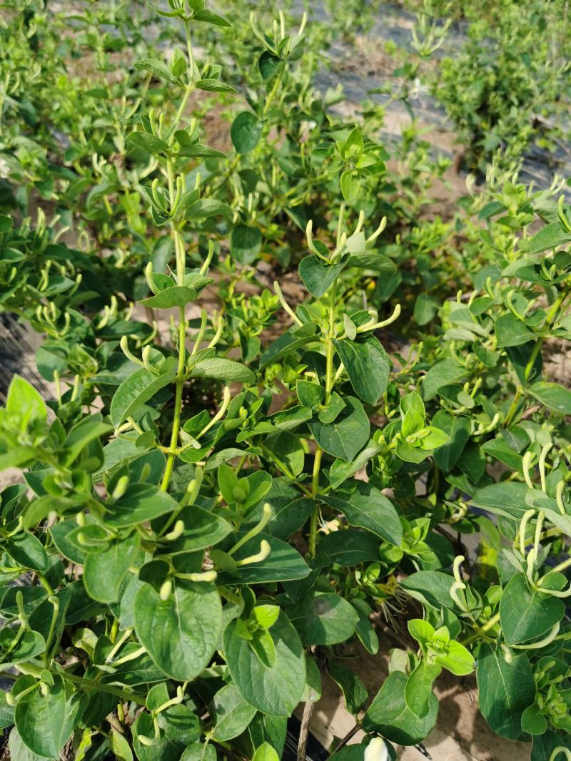四季金银花