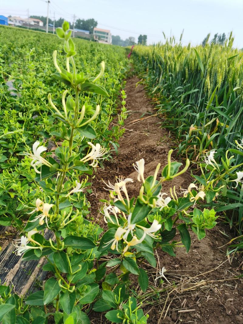 四季金银花