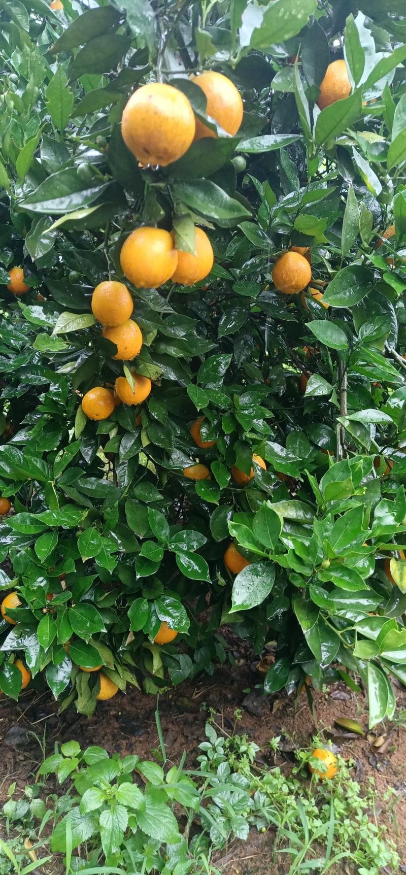 江永优质夏橙大量上市，色泽靓丽，糖份高，皮薄多汁色泽光亮