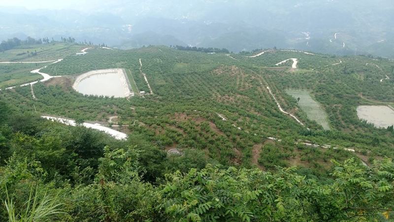 贵州糖脆李蜂糖李红脆李空心李孕妇水果鲜采现发