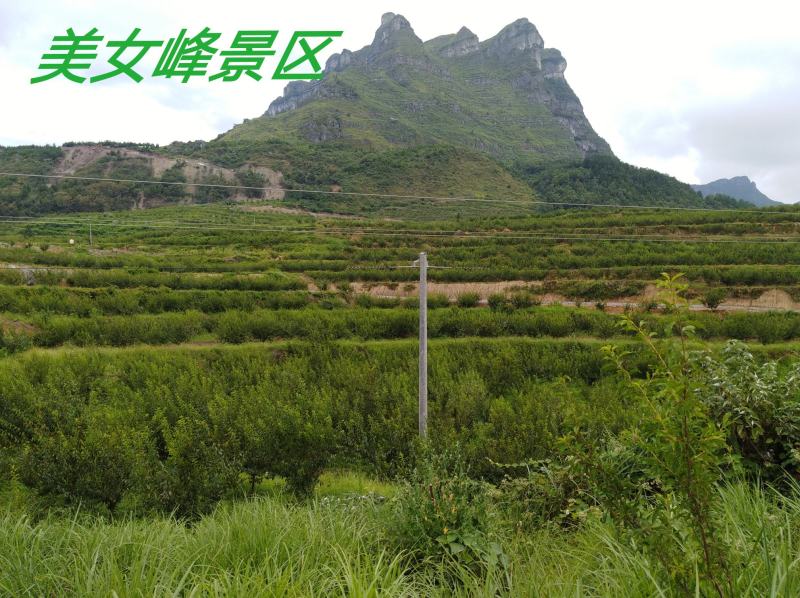 贵州糖脆李蜂糖李红脆李空心李孕妇水果鲜采现发