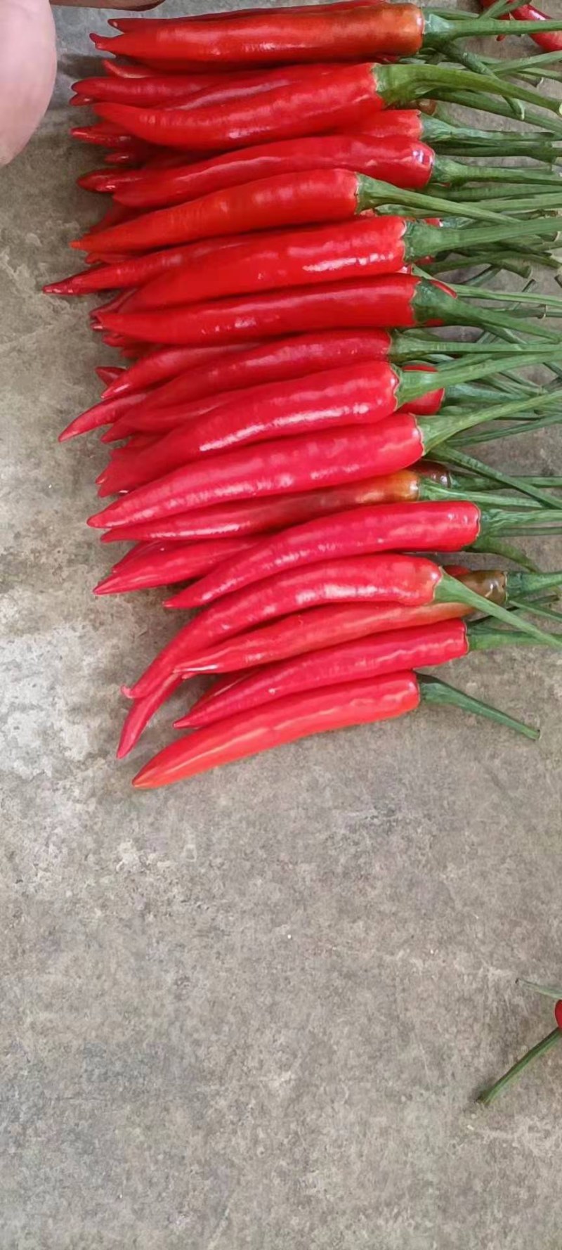 朝天椒