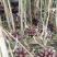 老挝野生草果