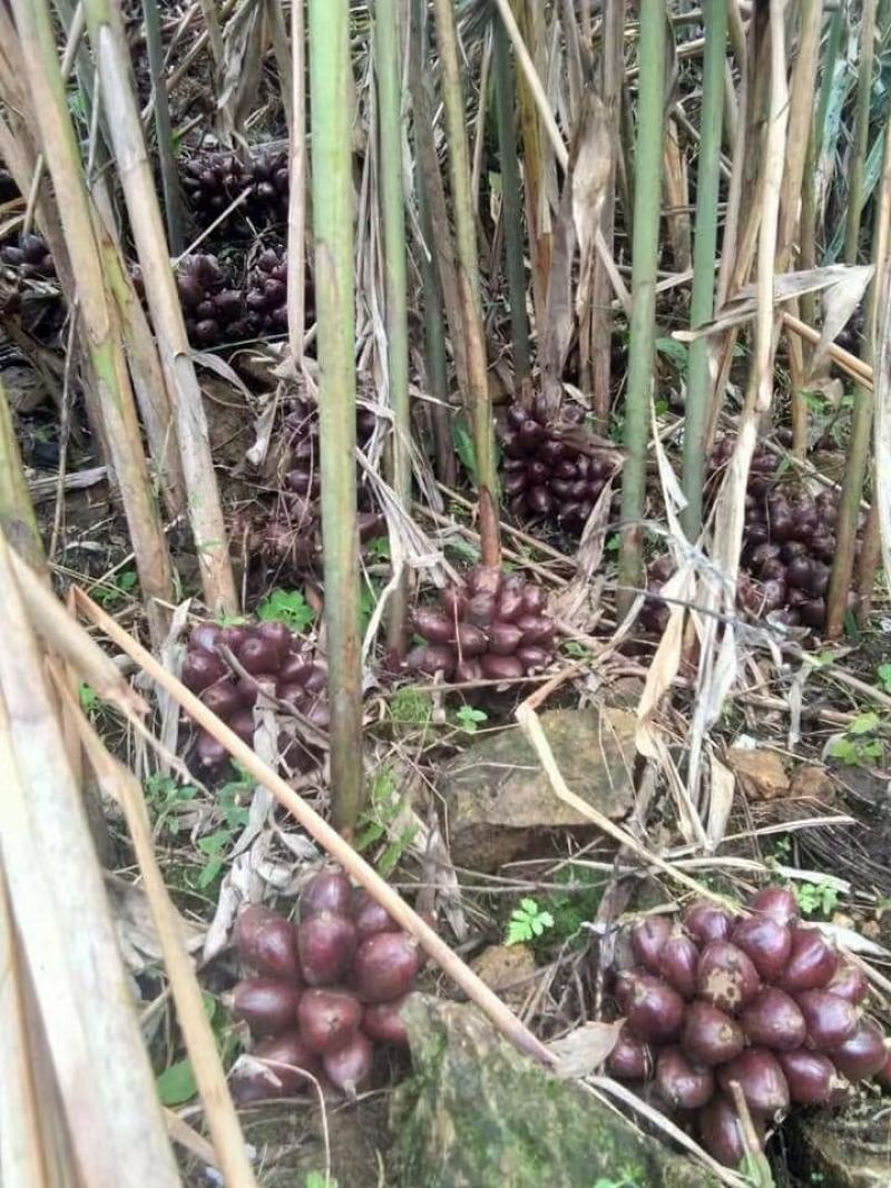 老挝野生草果