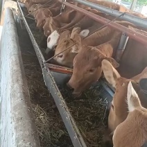 四川鲁西黄牛价格！四川肉牛养殖场！四川肉牛犊多少钱一头