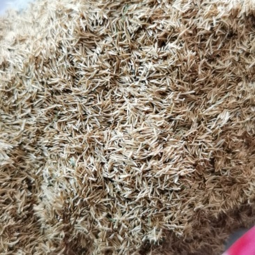 绣线菊种子