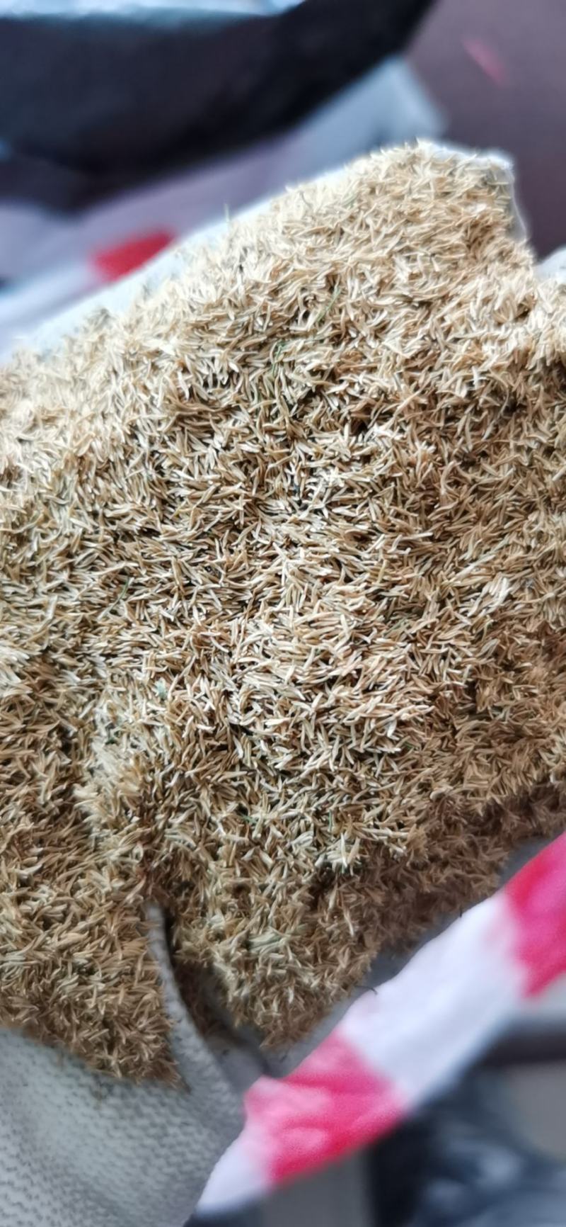 绣线菊种子